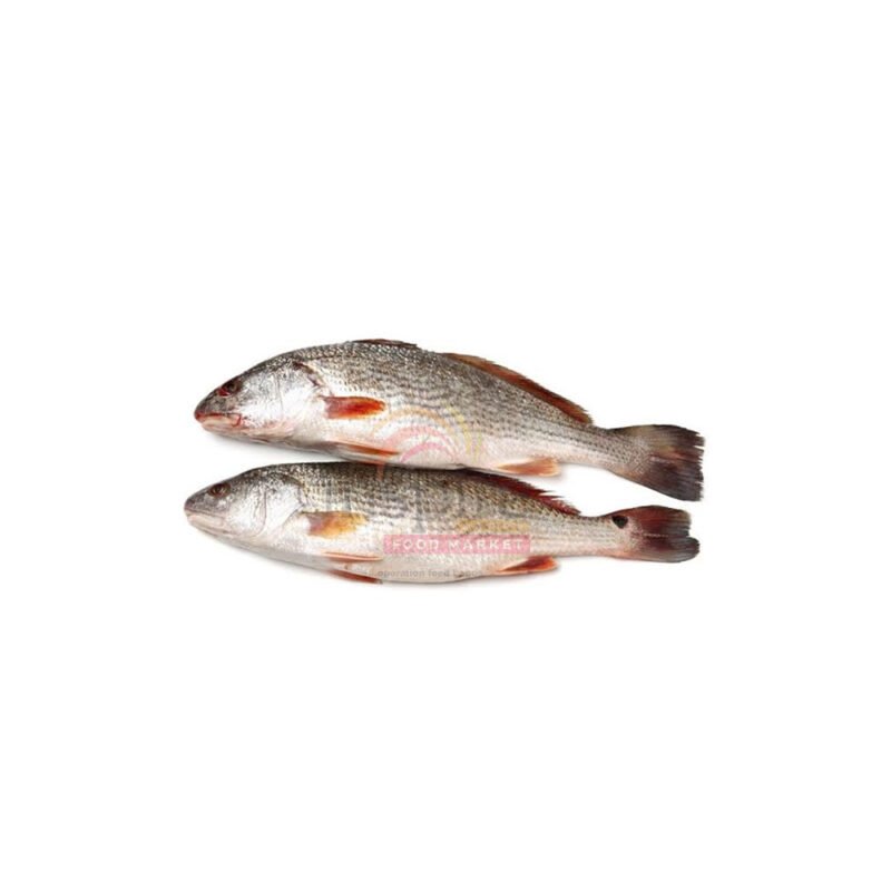 Fish